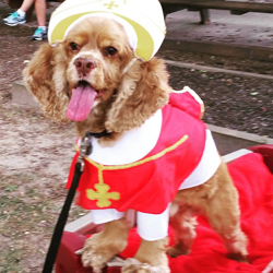 Pope Pup - Cape May Kiwanis 2015 Pet Parade Winner