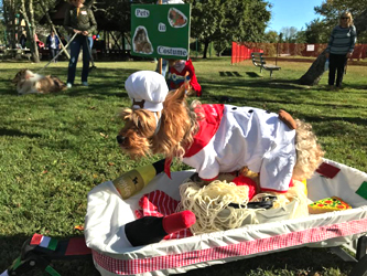 Pope Pup - Cape May Kiwanis 2017 Pet Parade Winner